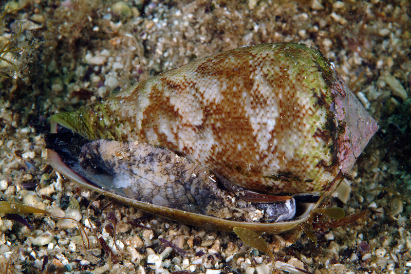 Conus mediterraneus